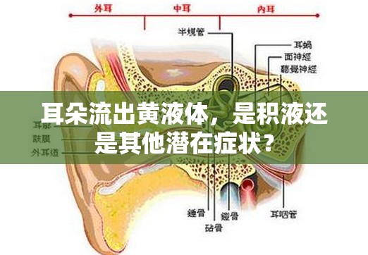 耳朵流出黃液體，是積液還是其他潛在癥狀？