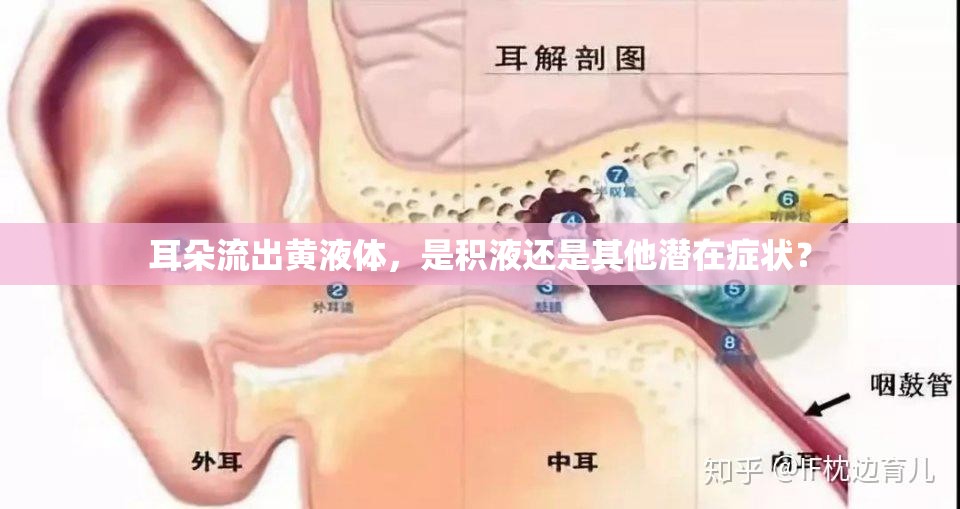 耳朵流出黃液體，是積液還是其他潛在癥狀？