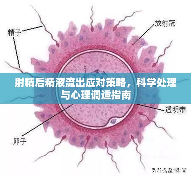 射精后精液流出應(yīng)對(duì)策略，科學(xué)處理與心理調(diào)適指南
