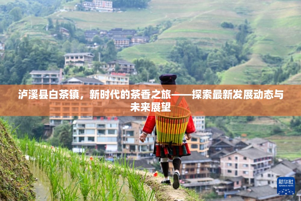 瀘溪縣白茶鎮(zhèn)，新時代的茶香之旅——探索最新發(fā)展動態(tài)與未來展望
