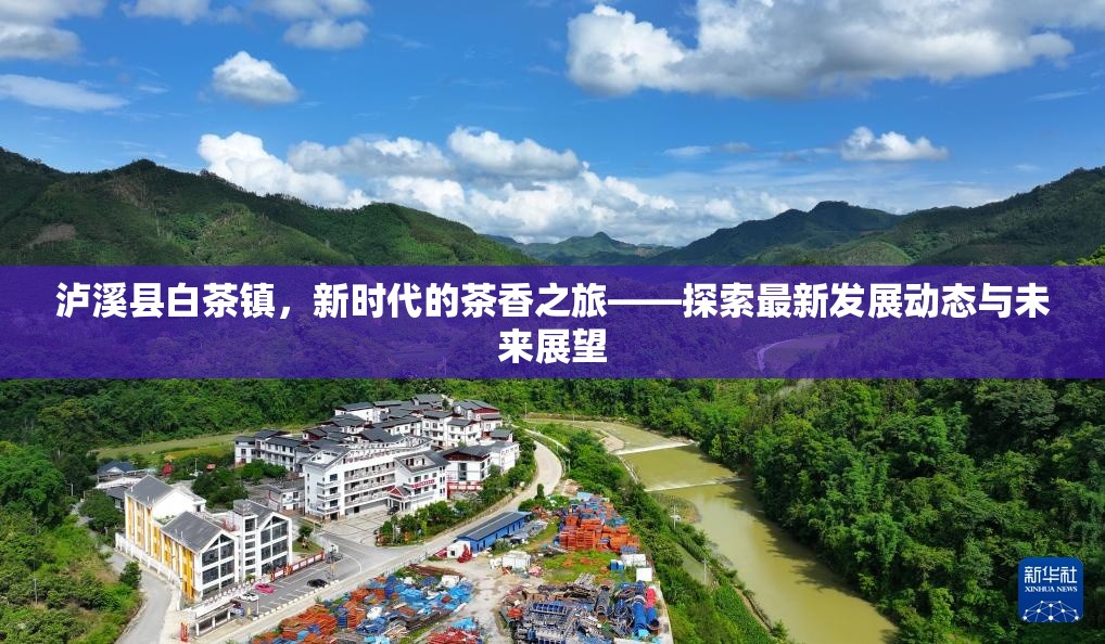 瀘溪縣白茶鎮(zhèn)，新時代的茶香之旅——探索最新發(fā)展動態(tài)與未來展望