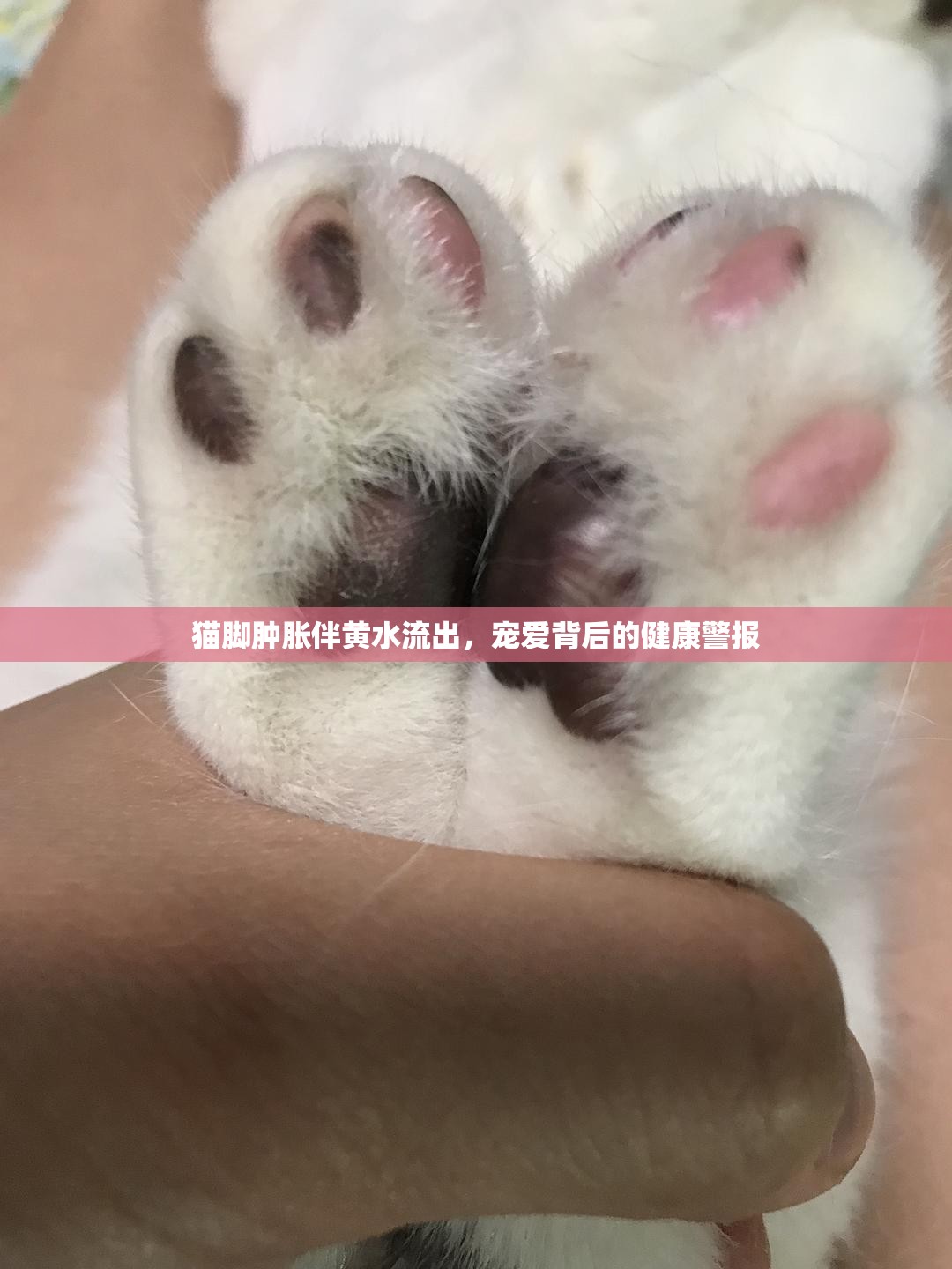 貓腳腫脹伴黃水流出，寵愛背后的健康警報(bào)