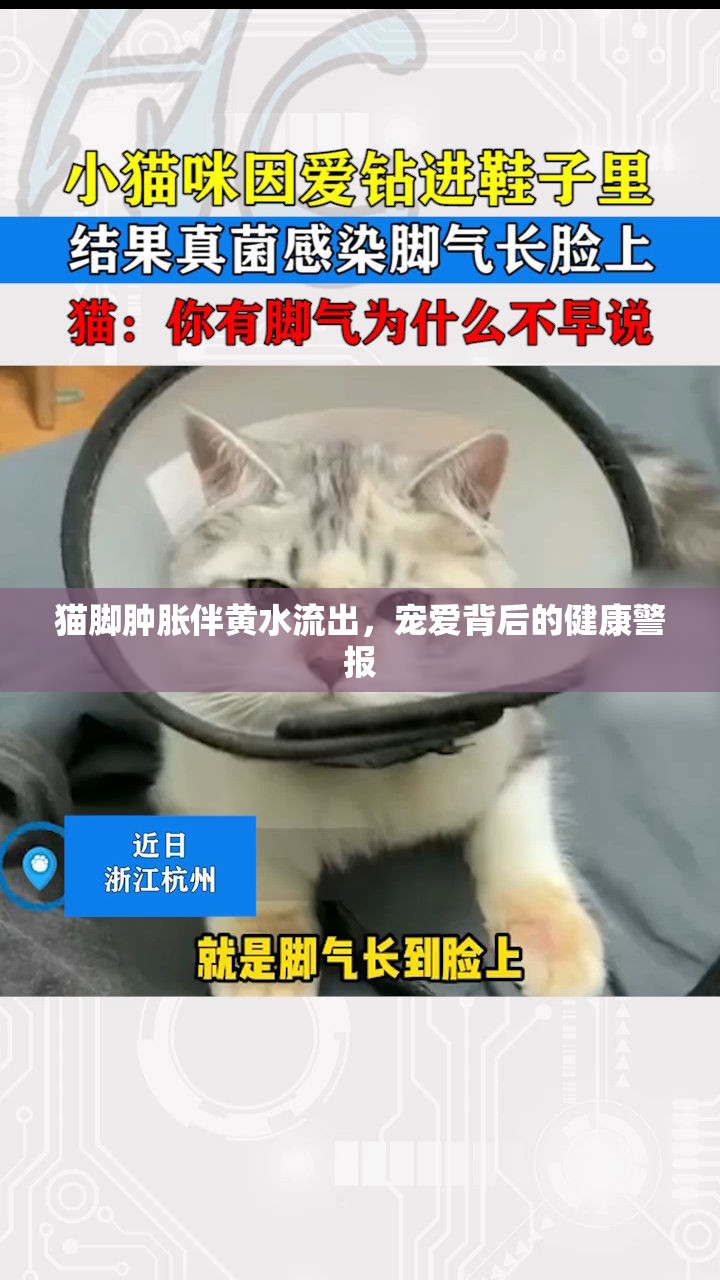 貓腳腫脹伴黃水流出，寵愛背后的健康警報(bào)