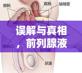 誤解與真相，前列腺液流出與蛋疼體驗(yàn)的探索之旅