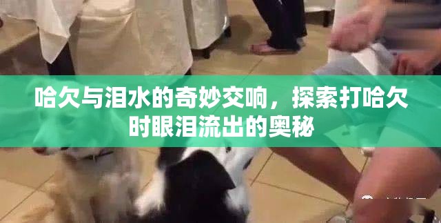 哈欠與淚水的奇妙交響，探索打哈欠時(shí)眼淚流出的奧秘