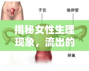 揭秘女性生理現(xiàn)象，流出的真的是卵嗎？