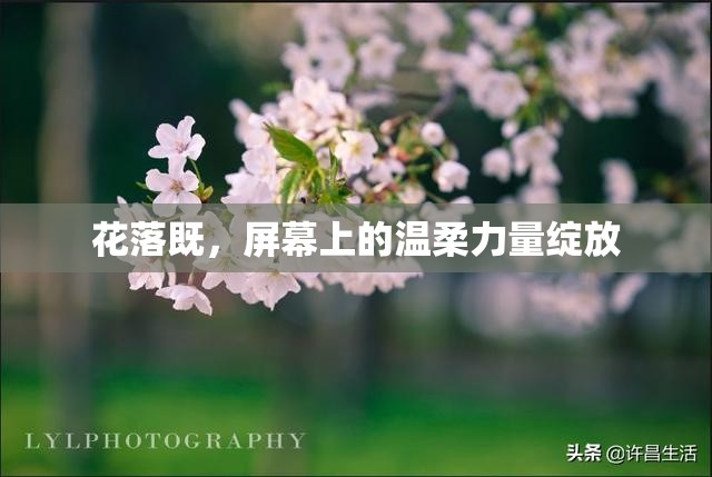 花落既，屏幕上的溫柔力量綻放