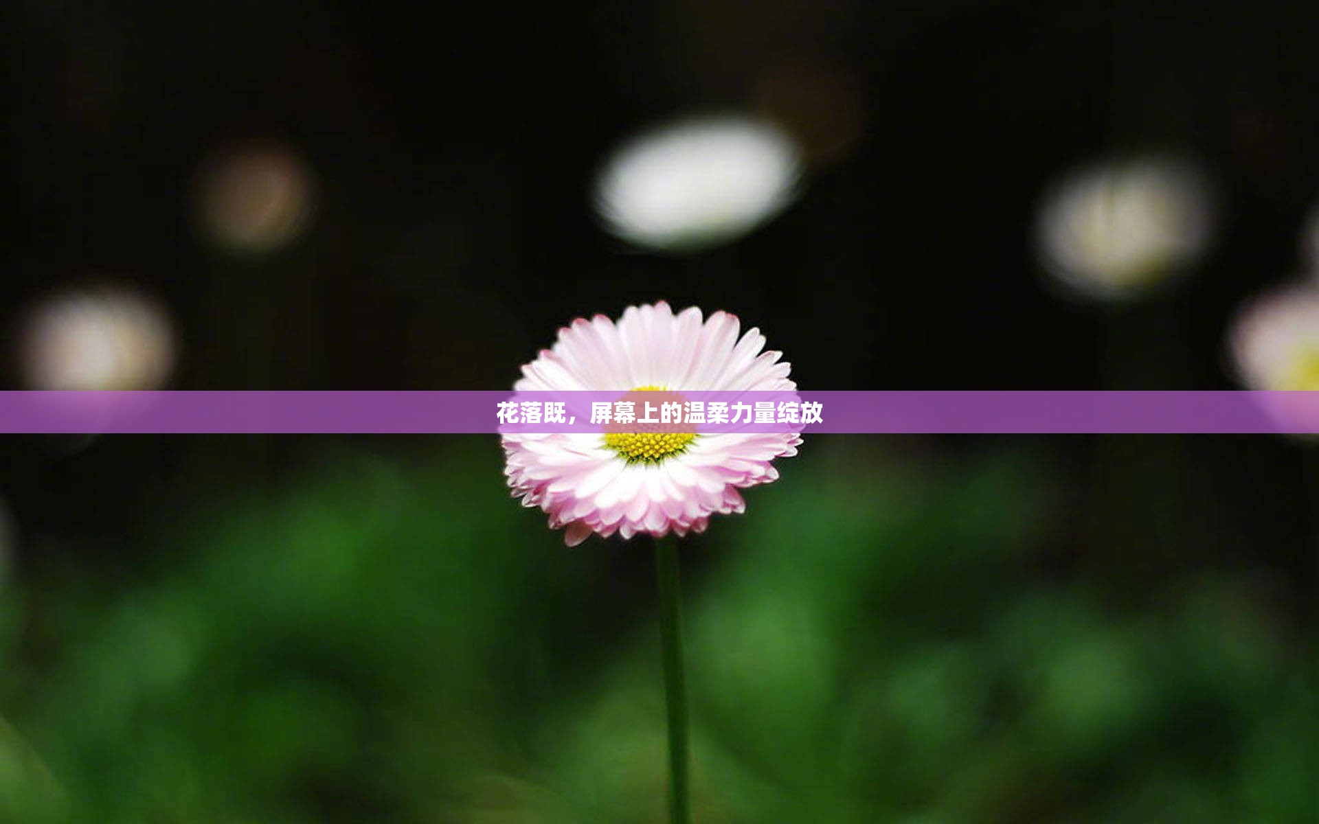 花落既，屏幕上的溫柔力量綻放