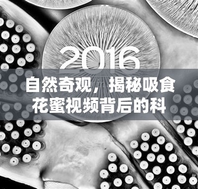 自然奇觀，揭秘吸食花蜜視頻背后的科學(xué)與美學(xué)魅力
