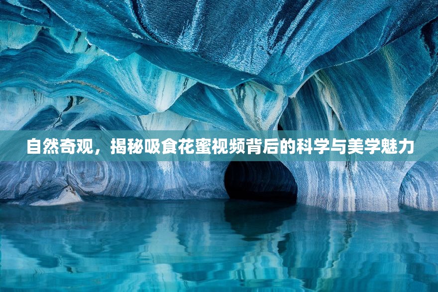 自然奇觀，揭秘吸食花蜜視頻背后的科學(xué)與美學(xué)魅力