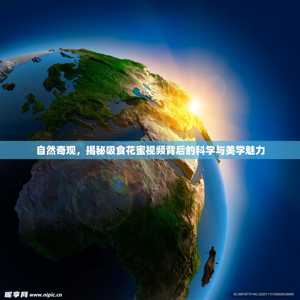 自然奇觀，揭秘吸食花蜜視頻背后的科學(xué)與美學(xué)魅力