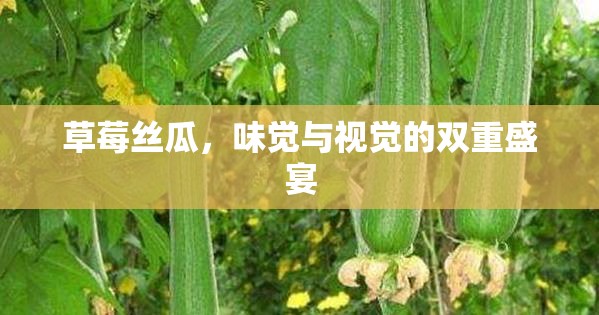 草莓絲瓜，味覺與視覺的雙重盛宴