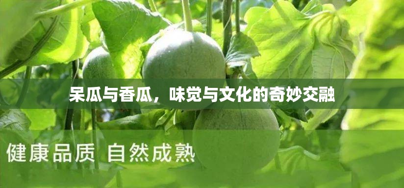 呆瓜與香瓜，味覺與文化的奇妙交融