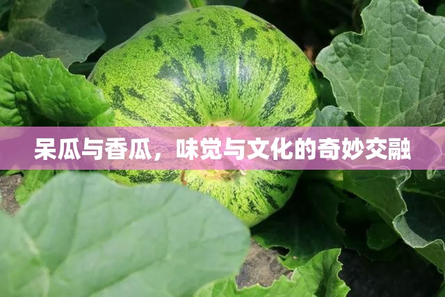呆瓜與香瓜，味覺與文化的奇妙交融