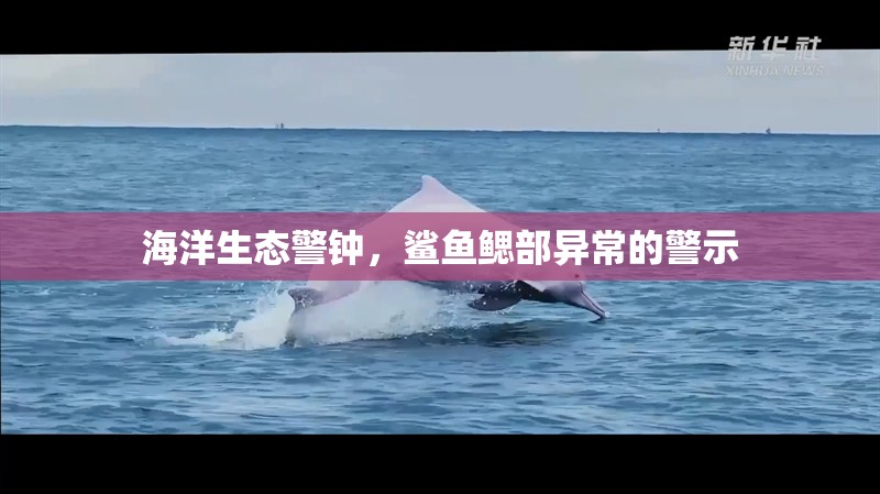 海洋生態(tài)警鐘，鯊魚鰓部異常的警示