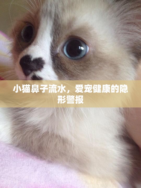小貓鼻子流水，愛寵健康的隱形警報(bào)