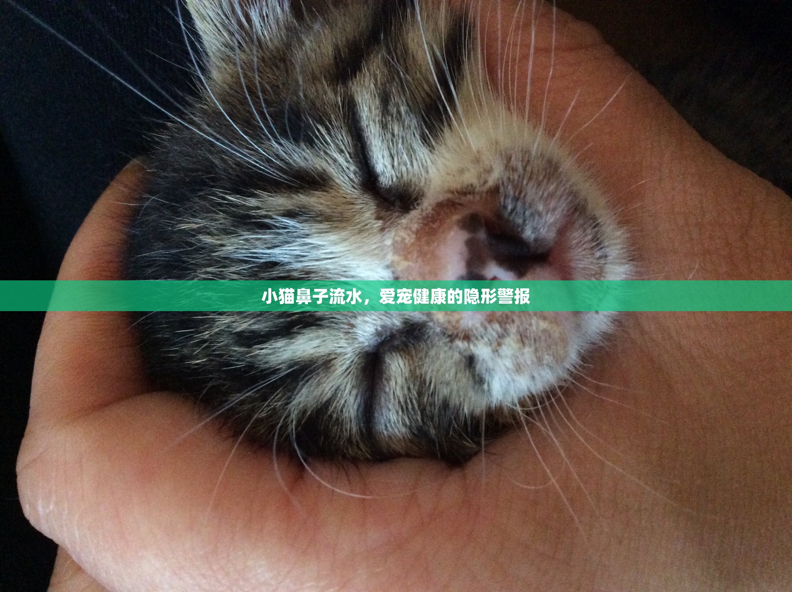 小貓鼻子流水，愛寵健康的隱形警報(bào)