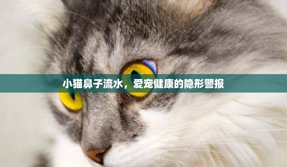小貓鼻子流水，愛寵健康的隱形警報(bào)