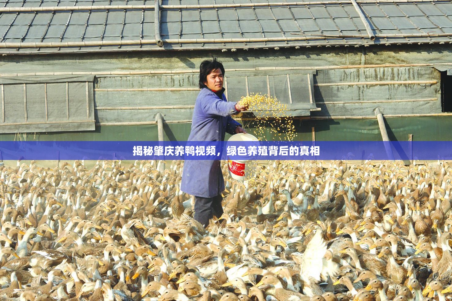揭秘肇慶養(yǎng)鴨視頻，綠色養(yǎng)殖背后的真相