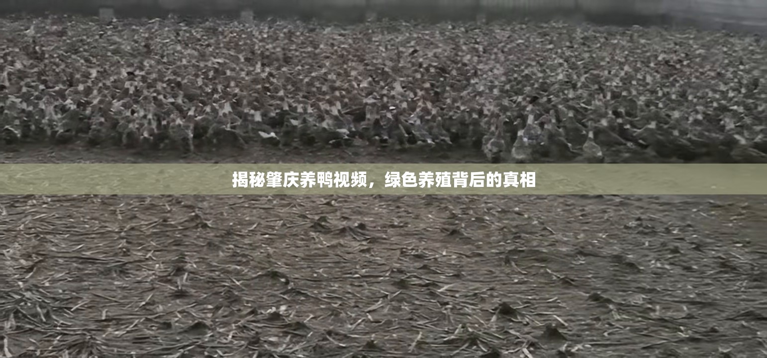揭秘肇慶養(yǎng)鴨視頻，綠色養(yǎng)殖背后的真相