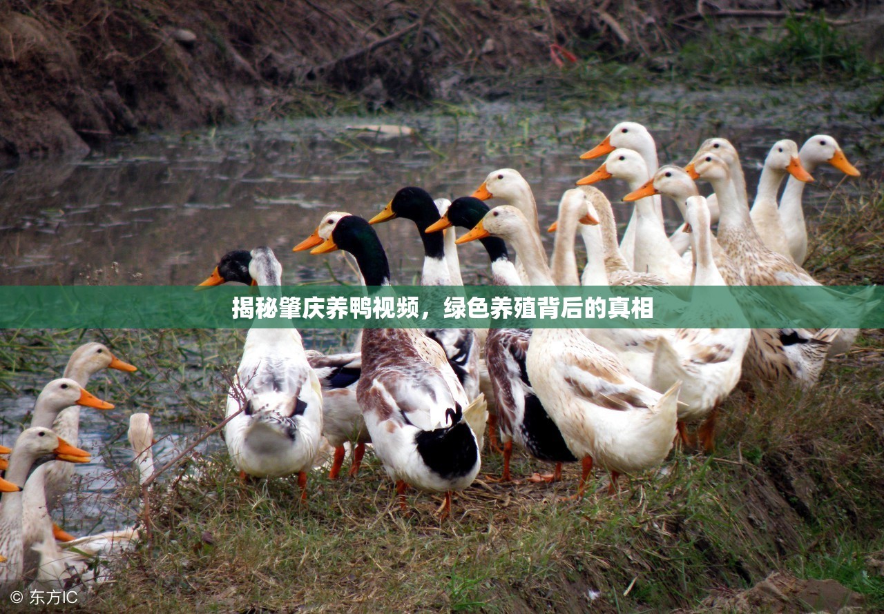 揭秘肇慶養(yǎng)鴨視頻，綠色養(yǎng)殖背后的真相
