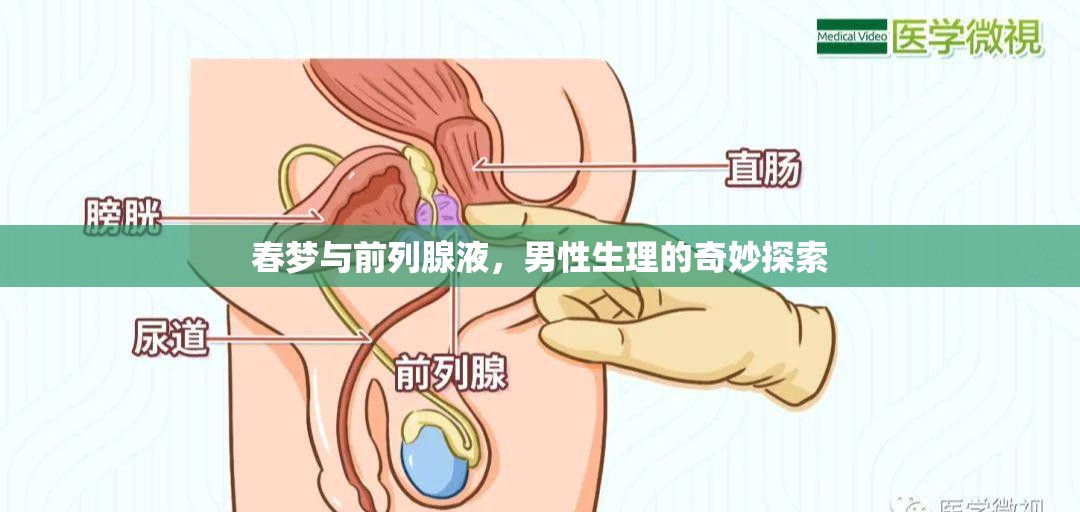 春夢(mèng)與前列腺液，男性生理的奇妙探索