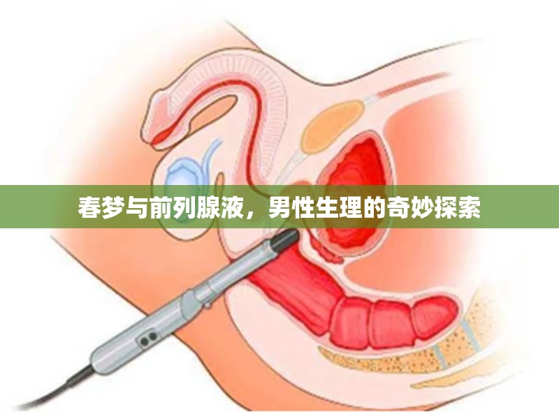 春夢(mèng)與前列腺液，男性生理的奇妙探索