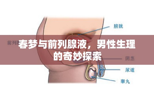 春夢(mèng)與前列腺液，男性生理的奇妙探索