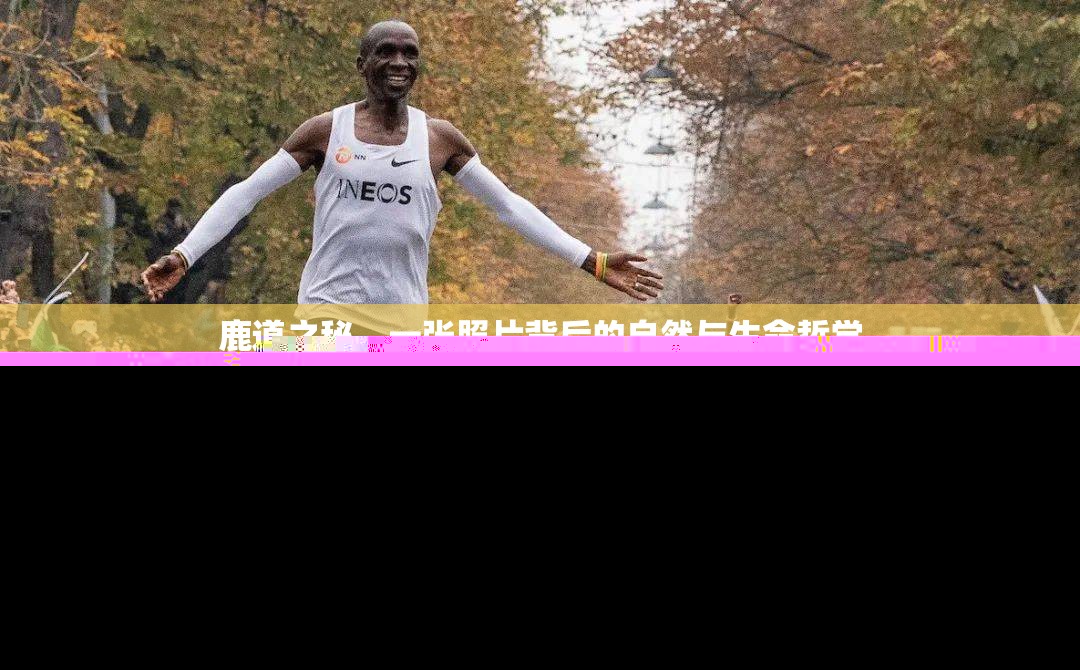 鹿道之秘，一張照片背后的自然與生命哲學(xué)