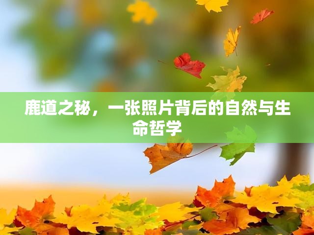 鹿道之秘，一張照片背后的自然與生命哲學(xué)