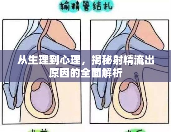 從生理到心理，揭秘射精流出原因的全面解析