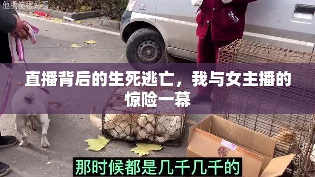 直播背后的生死逃亡，我與女主播的驚險一幕