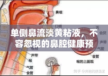 單側(cè)鼻流淡黃粘液，不容忽視的鼻腔健康預警信號