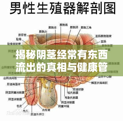 揭秘陰莖經常有東西流出的真相與健康管理