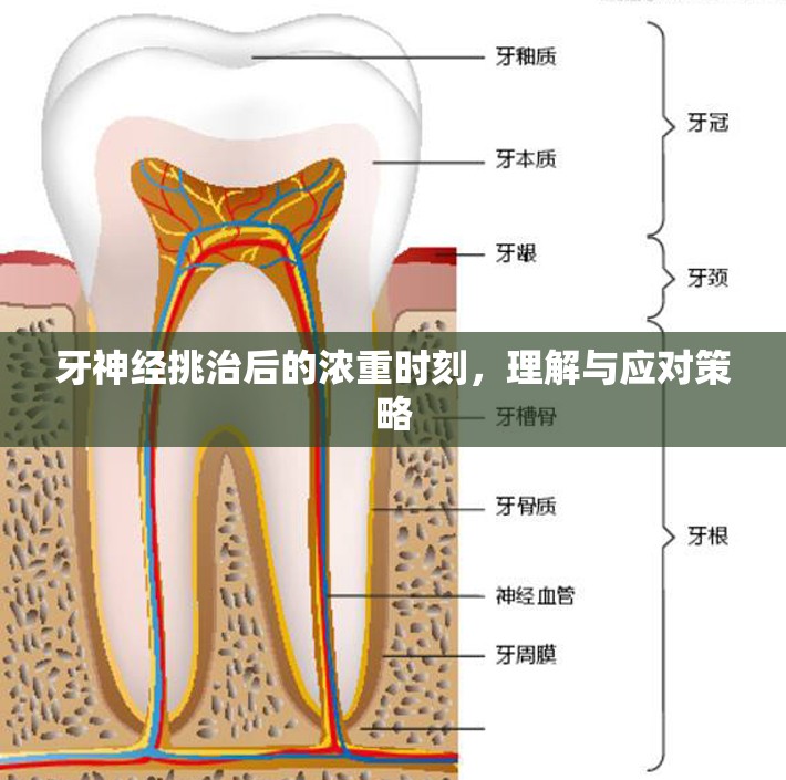 牙神經(jīng)挑治后的濃重時刻，理解與應(yīng)對策略