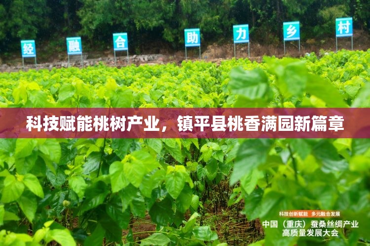 科技賦能桃樹產業(yè)，鎮(zhèn)平縣桃香滿園新篇章