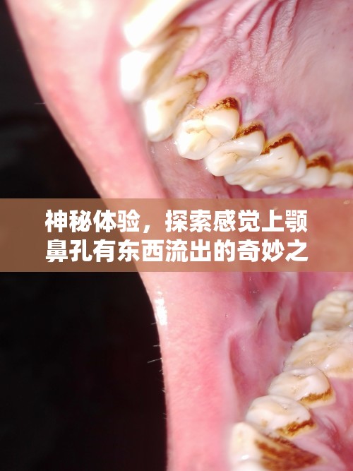 神秘體驗，探索感覺上顎鼻孔有東西流出的奇妙之旅