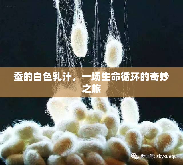 蠶的白色乳汁，一場生命循環(huán)的奇妙之旅