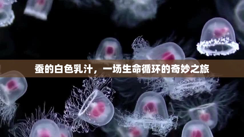 蠶的白色乳汁，一場生命循環(huán)的奇妙之旅