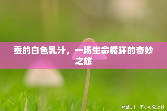 蠶的白色乳汁，一場生命循環(huán)的奇妙之旅