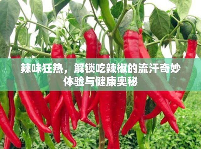 辣味狂熱，解鎖吃辣椒的流汗奇妙體驗(yàn)與健康奧秘