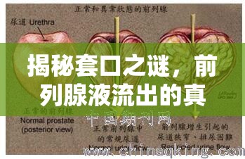 揭秘套口之謎，前列腺液流出的真相與健康考量