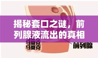 揭秘套口之謎，前列腺液流出的真相與健康考量