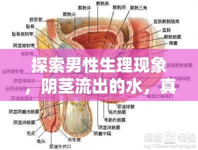 探索男性生理現(xiàn)象，陰莖流出的水，真的是咸的嗎？