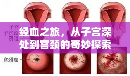經(jīng)血之旅，從子宮深處到宮頸的奇妙探索