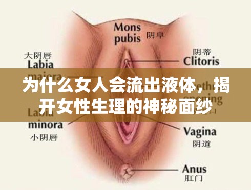 為什么女人會(huì)流出液體，揭開女性生理的神秘面紗