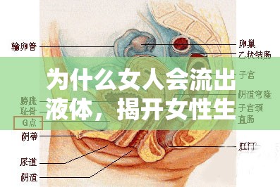 為什么女人會(huì)流出液體，揭開女性生理的神秘面紗
