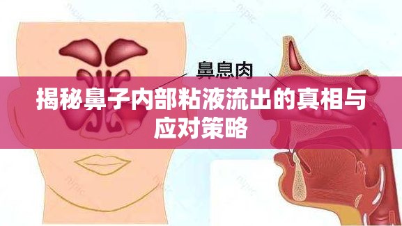 揭秘鼻子內(nèi)部粘液流出的真相與應(yīng)對策略