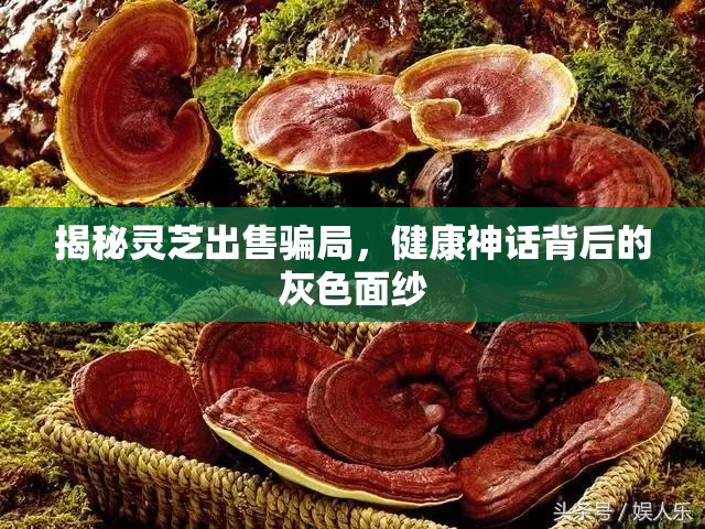 揭秘靈芝出售騙局，健康神話背后的灰色面紗