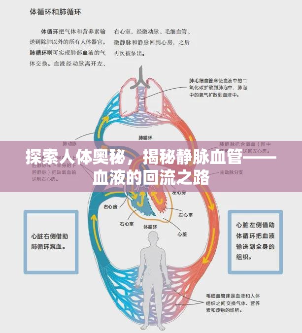 探索人體奧秘，揭秘靜脈血管——血液的回流之路